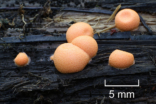 Blutmilchpilz, Lycogala epidendrum