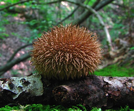 Igel-Stäubling