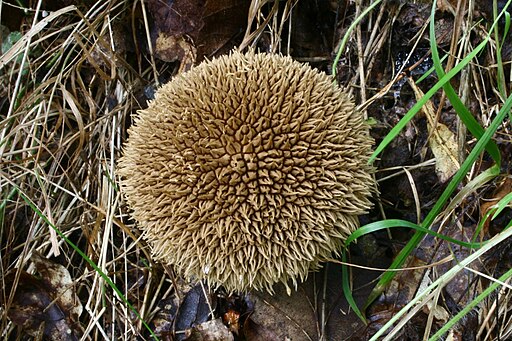 Igel-Stäubling, Lycoperdon echinatum