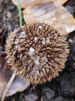 Igel-Stäubling, Lycoperdon echinatum