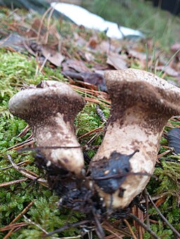Beutel-Stäubling, Lycoperdon excipuliforme