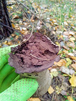 Beutel-Stäubling, Lycoperdon excipuliforme