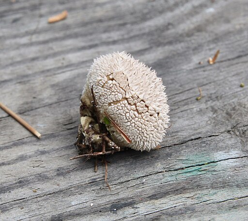 Abblätternder Stäubling, Lycoperdon marginatum