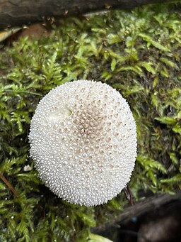 Abblätternder Stäubling, Lycoperdon marginatum