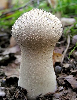 Flaschen-Stäubling, Lycoperdon perlatum