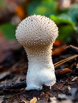 Flaschen-Stäubling, Lycoperdon perlatum