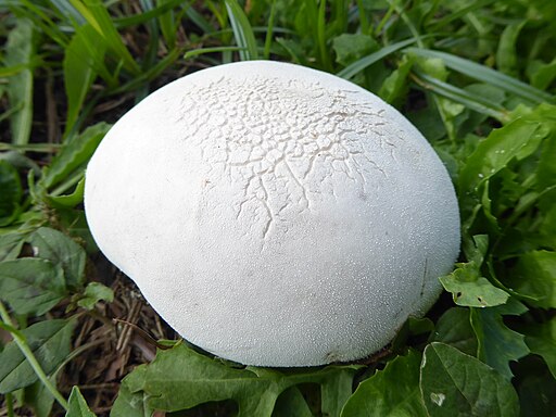 Wiesen-Stäubling, Lycoperdon pratense