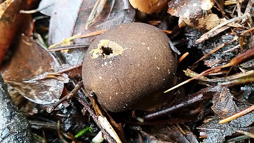Bräunlicher Stäubling, Lycoperdon umbrinum