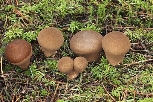Bräunlicher Stäubling, Lycoperdon umbrinum
