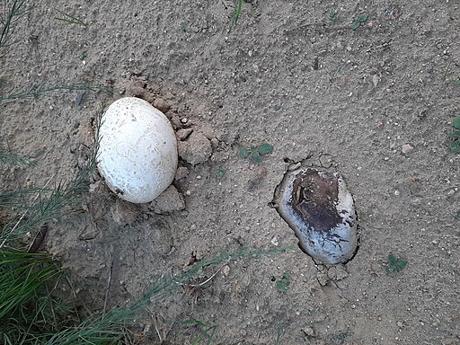 Hasen-Stäubling, Lycoperdon utriforme
