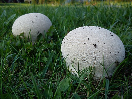 Hasen-Stäubling, Lycoperdon utriforme