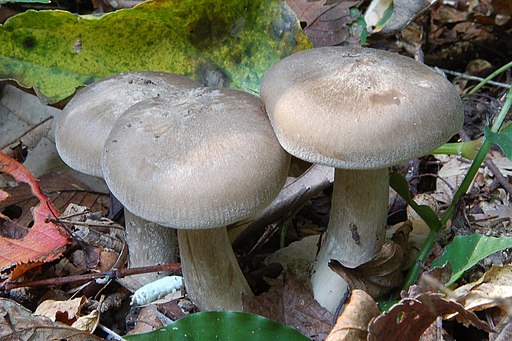 Büscheliger Rasling, Lyophyllum decastes