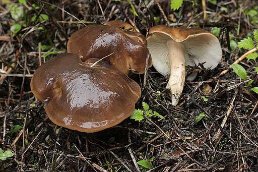 Büscheliger Rasling, Lyophyllum decastes