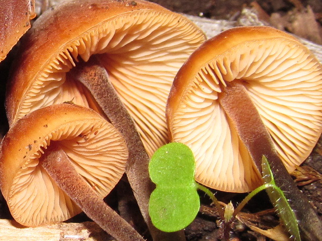 Weisssporiger Gurkenschnitzling, Macrocystidia cucumis