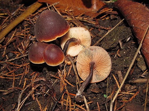 Weisssporiger Gurkenschnitzling, Macrocystidia cucumis