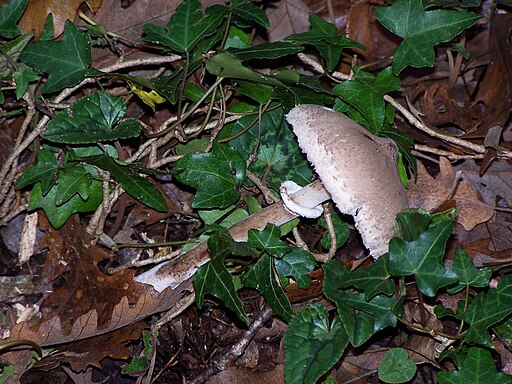 Zitzen-Riesenschirmling, Macrolepiota mastoidea