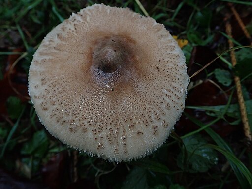 Zitzen-Riesenschirmling, Macrolepiota mastoidea