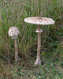 Gemeiner Riesenschirmling, Macrolepiota procera