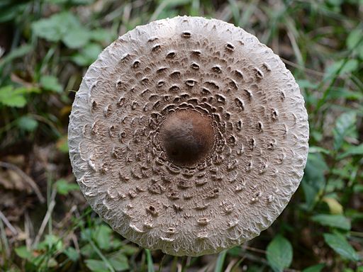 Gemeiner Riesenschirmling, Macrolepiota procera