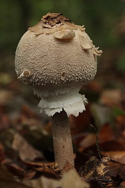 Sternschuppiger Riesenschirmling