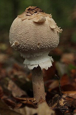 Sternschuppiger Riesenschirmling, Macrolepiota rhodosperma