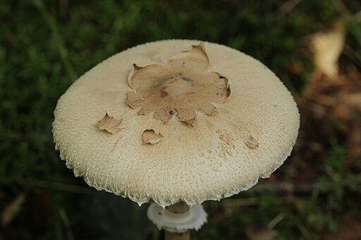 Sternschuppiger Riesenschirmling, Macrolepiota rhodosperma