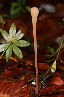 Röhrige Keule, Macrotyphula fistulosa