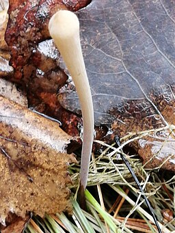 Röhrige Keule, Macrotyphula fistulosa