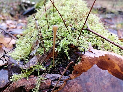 Röhrige Keule, Macrotyphula fistulosa