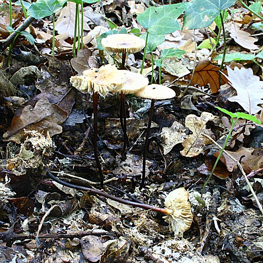 Hornstiel-Schwindling, Marasmius cohaerens
