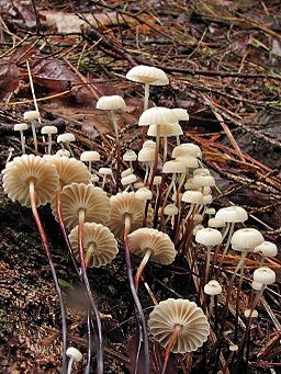 Halsband-Schwindling, Marasmius rotula