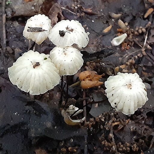 Halsband-Schwindling, Marasmius rotula