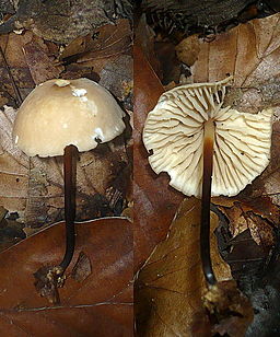 Ledergelber Schwindling, Marasmius torquescens
