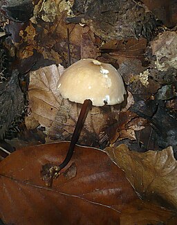 Ledergelber Schwindling, Marasmius torquescens