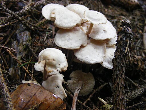 Violettlicher Schwindling, Marasmius wynneae