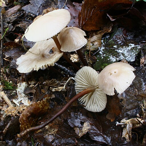 Violettlicher Schwindling, Marasmius wynneae