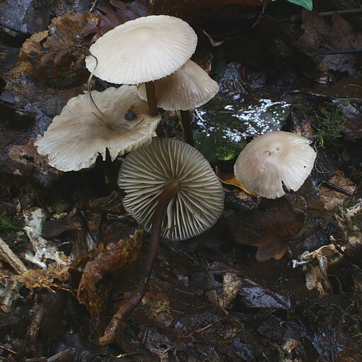 Violettlicher Schwindling, Marasmius wynneae