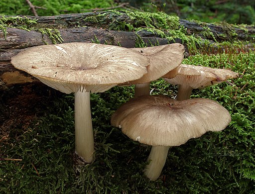 Breitblättriger Rübling, Megacollybia platyphylla