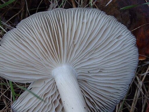 Breitblättriger Rübling, Megacollybia platyphylla