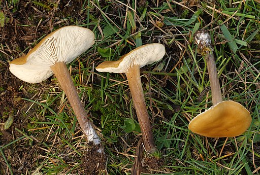Rillstieliger Weichritterling