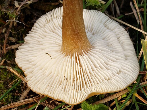 Rillstieliger Weichritterling, Melanoleuca leucophylloides