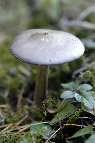 Steifstieliger Weichritterling