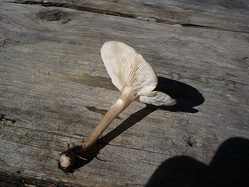 Steifstieliger Weichritterling, Melanoleuca strictipes