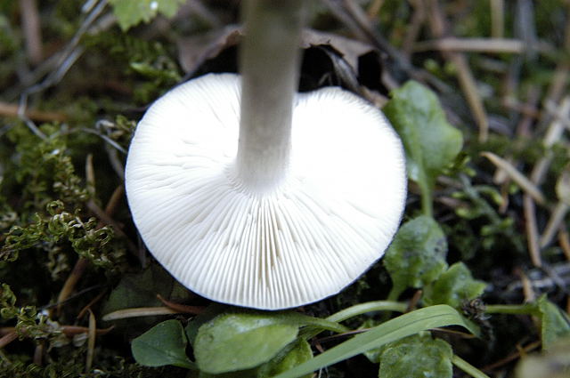 Steifstieliger Weichritterling, Melanoleuca strictipes