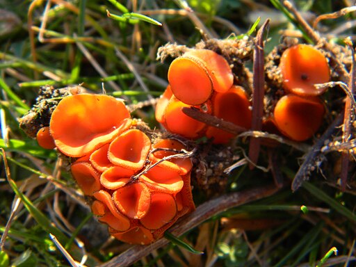 Mennigfarbiger Borstling, Melastiza chateri