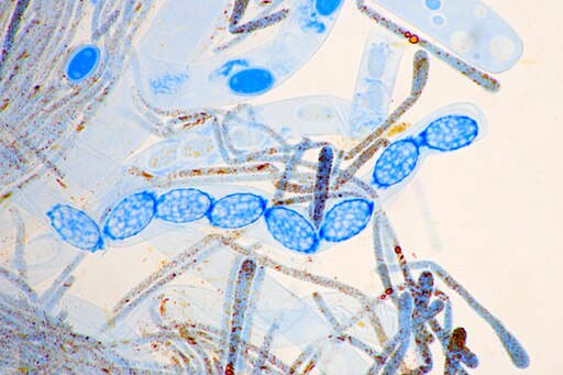 Mennigfarbiger Borstling, Melastiza chateri
