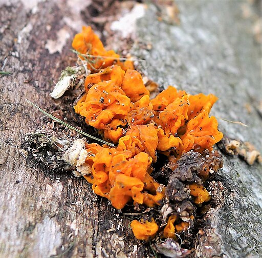 Mennigfarbiger Borstling, Melastiza chateri
