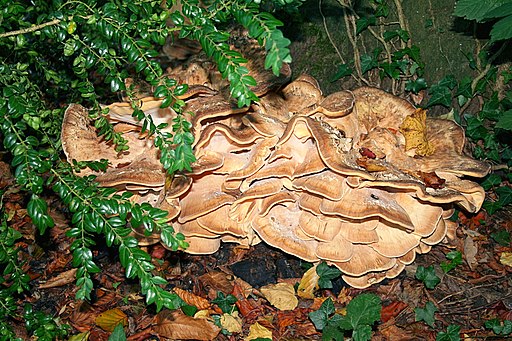 Riesenporling
