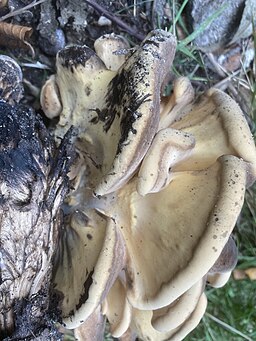 Riesenporling, Meripilus giganteus
