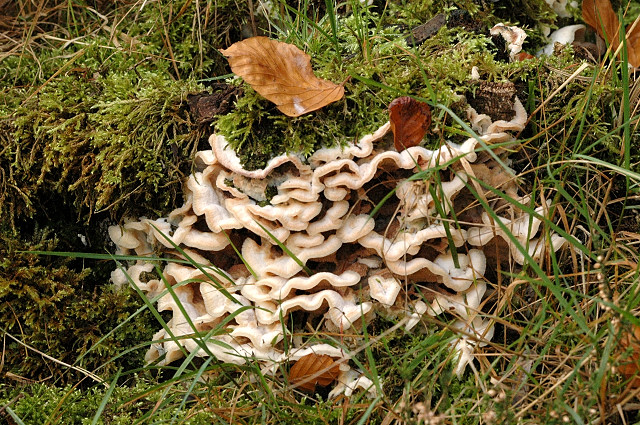 Gallertfleischiger Fältling